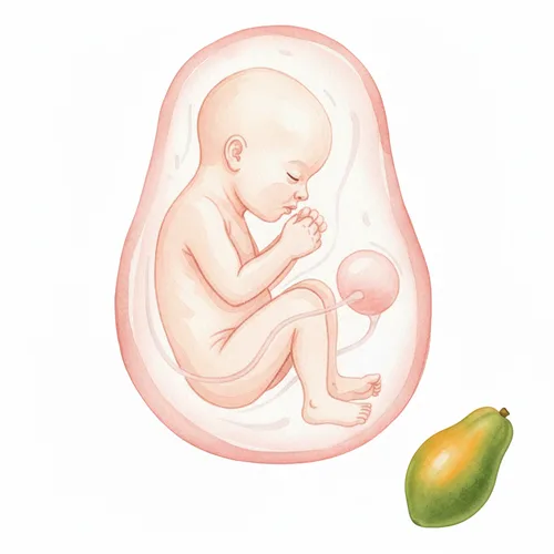 התפתחות העובר - שבוע 22